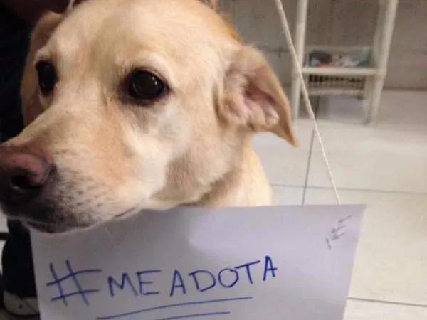 Cachorro ra a SRD idade 4 anos nome Banguela 