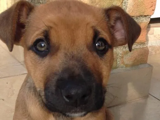 Cachorro ra a Vira lata idade 2 a 6 meses nome Doa se 2 fêmeas