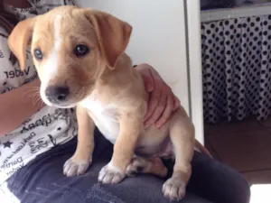 Cachorro raça Vira lata idade 2 a 6 meses nome Doa se 2 fêmeas