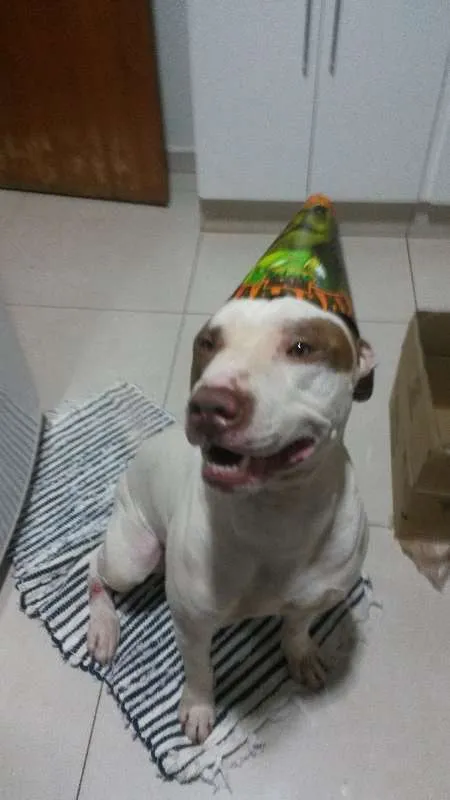 Cachorro ra a Pit-Bull idade 5 anos nome SCOOBY DOO