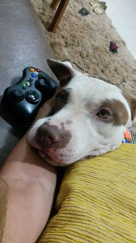 Cachorro ra a Pit-Bull idade 5 anos nome SCOOBY DOO