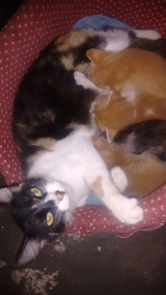 Gato ra a Vira lata idade 2 anos nome Julia