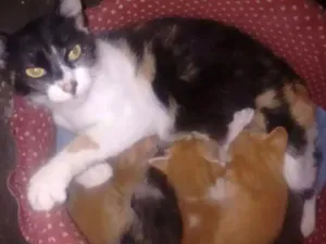 Gato raça Vira lata idade 2 anos nome Julia