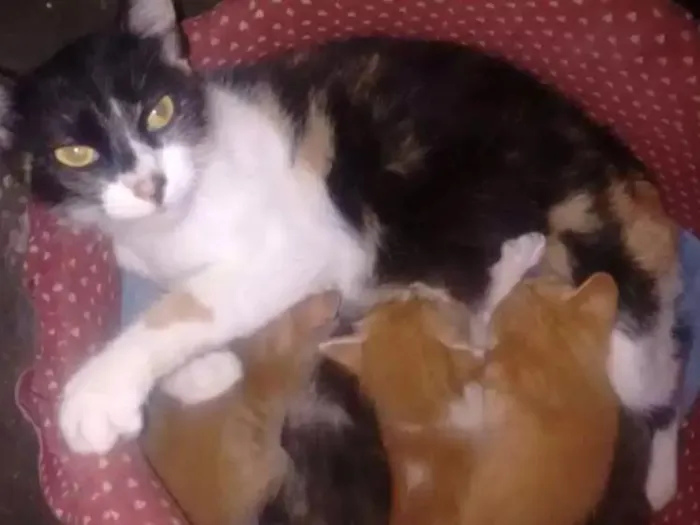 Gato ra a Vira lata idade 2 anos nome Julia