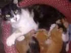 Gato raça Vira lata idade 2 anos nome Julia