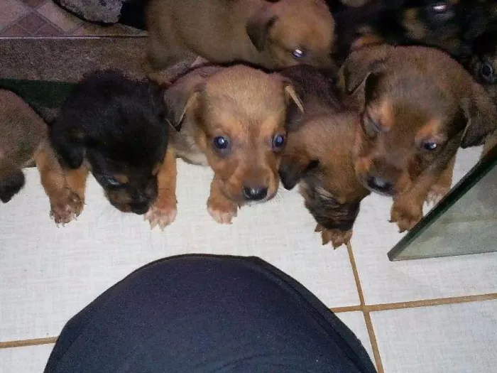 Cachorro ra a Vira lata idade Abaixo de 2 meses nome Sem nome