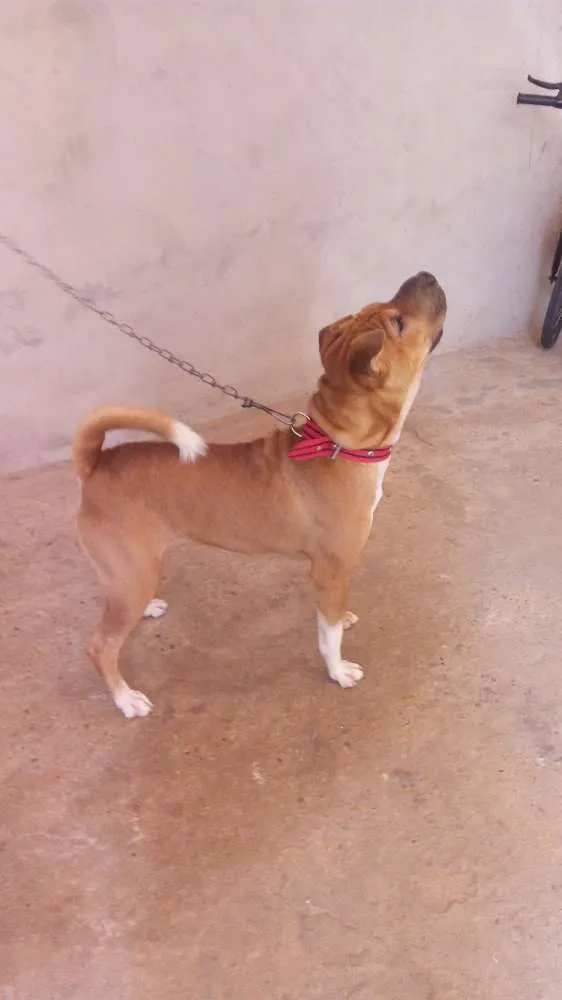 Cachorro ra a Shar pei idade 1 ano nome Layla