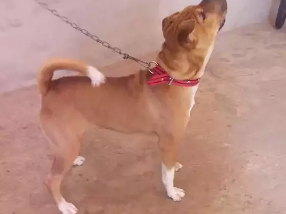 Cachorro ra a Shar pei idade 1 ano nome Layla