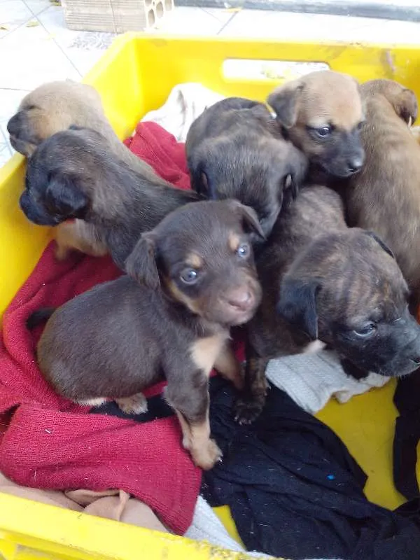 Cachorro ra a viralata idade Abaixo de 2 meses nome sem nome