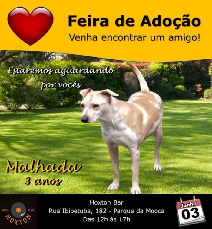 Cachorro ra a srd idade 3 anos nome Malhada