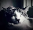 Sid 