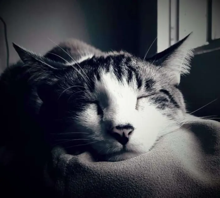 Gato ra a Siamês  idade 6 ou mais anos nome Sid 