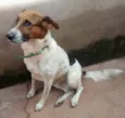 Rufus