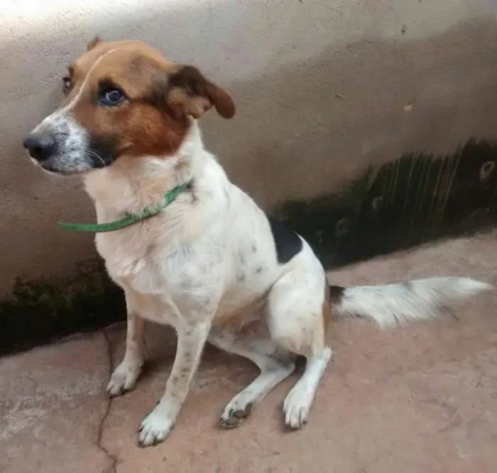 Cachorro ra a Vira Lata idade 5 anos nome Rufus