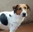 Rufus