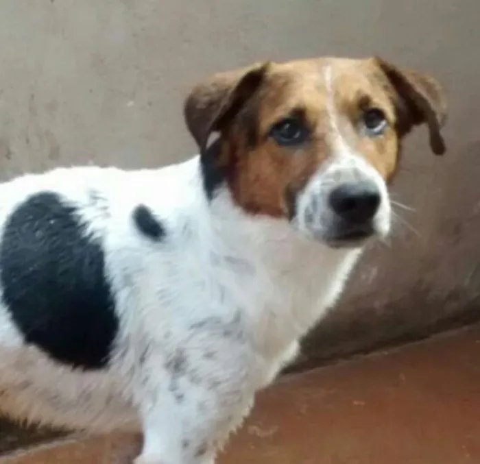 Cachorro ra a Vira Lata idade 5 anos nome Rufus