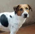 Rufus