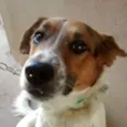 Rufus
