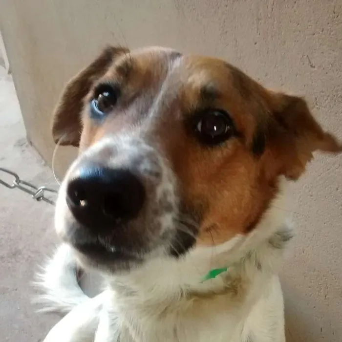Cachorro ra a Vira Lata idade 5 anos nome Rufus