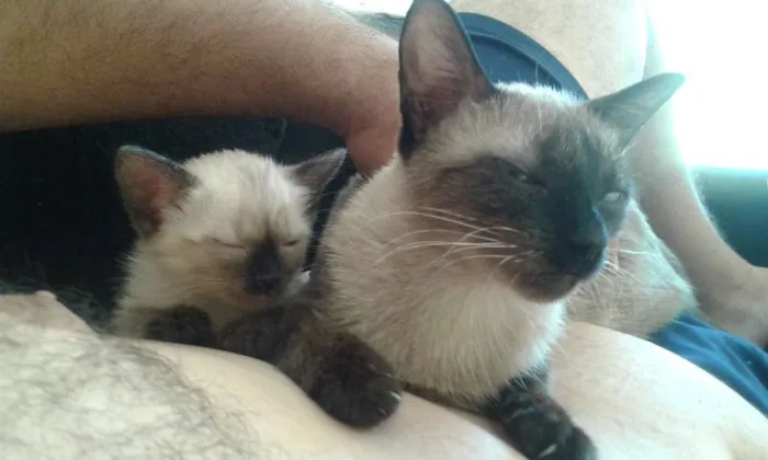 Gato raça Siamês idade 2 a 6 meses nome Pequenos