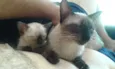 Pequenos
