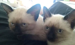 Gato raça Siamês idade 2 a 6 meses nome Pequenos