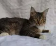 Missy