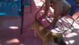 fido, thor, branco