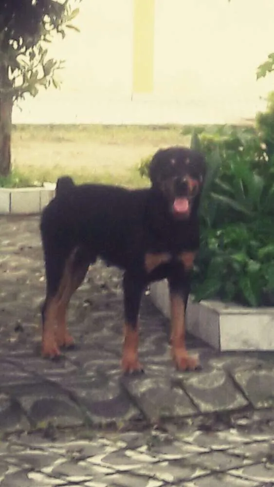 Cachorro ra a Rotwailler idade 1 ano nome Francisco