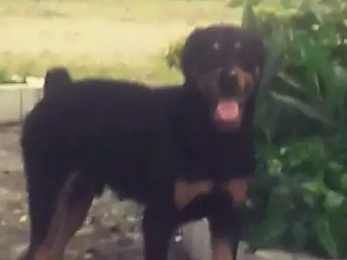 Cachorro ra a Rotwailler idade 1 ano nome Francisco