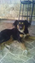 Lavinia