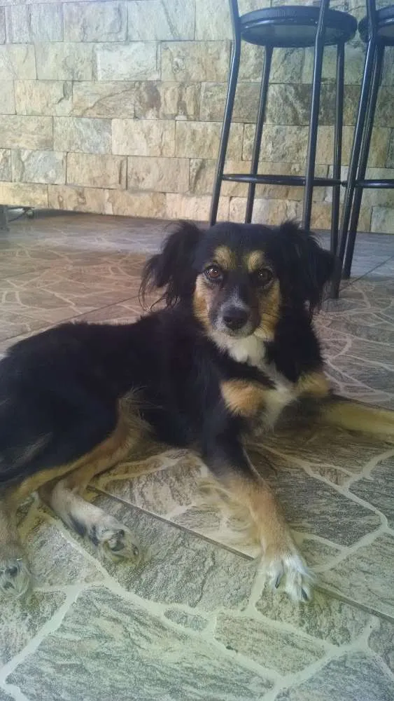 Cachorro ra a Vira lata idade 1 ano nome Lavinia
