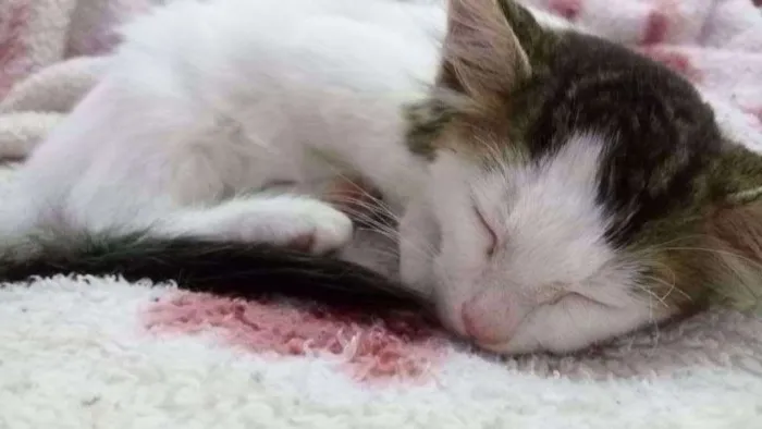 Gato ra a  idade Abaixo de 2 meses nome Sem nome