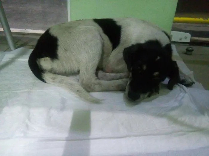 Cachorro ra a SRD idade 7 a 11 meses nome Sem Nome
