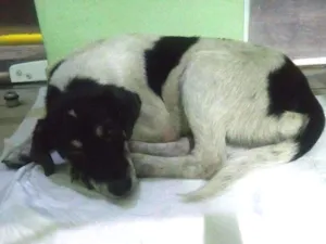 Cachorro raça SRD idade 7 a 11 meses nome Sem Nome