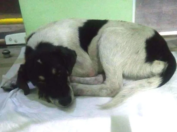 Cachorro ra a SRD idade 7 a 11 meses nome Sem Nome