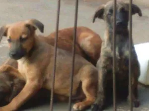 Cachorro raça Sem raça definida idade 2 a 6 meses nome Bob