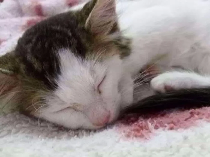 Gato ra a  idade Abaixo de 2 meses nome Sem nome