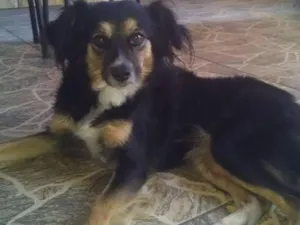 Cachorro raça Vira lata idade 1 ano nome Lavinia