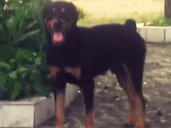 Cachorro ra a Rotwailler idade 1 ano nome Francisco