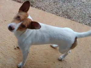 Cachorro raça  idade  nome FININHO