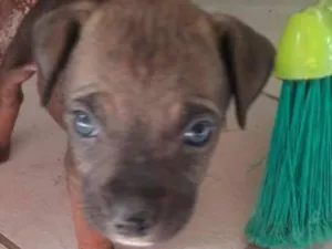 Cachorro raça Cruza de Pitbull com viralata idade 2 a 6 meses nome Sem nome Ainda