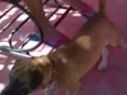 fido, thor, branco