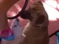 fido, thor, branco