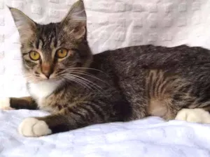 Gato raça SRD idade 2 a 6 meses nome Missy