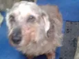 Tuffy