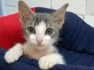Gato raça Desconhecida idade Abaixo de 2 meses nome Docinho