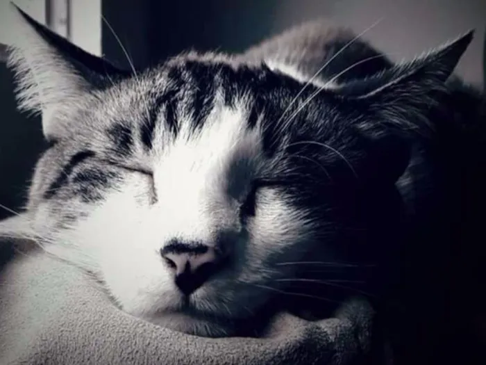 Gato ra a Siamês  idade 6 ou mais anos nome Sid 