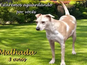 Cachorro raça srd idade 3 anos nome Malhada
