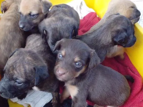 Cachorro ra a viralata idade Abaixo de 2 meses nome sem nome